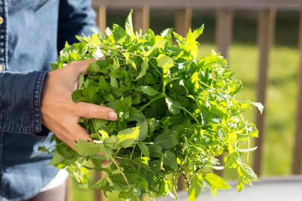 Suzy Karadsheh from The Mediterranean Dish with freshly picked spearmint