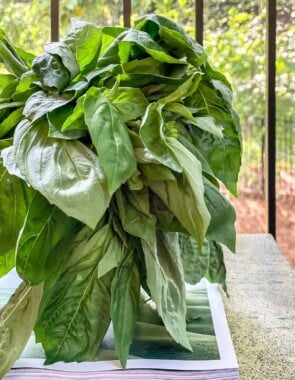 Fresh basil bouquet in a jar of water