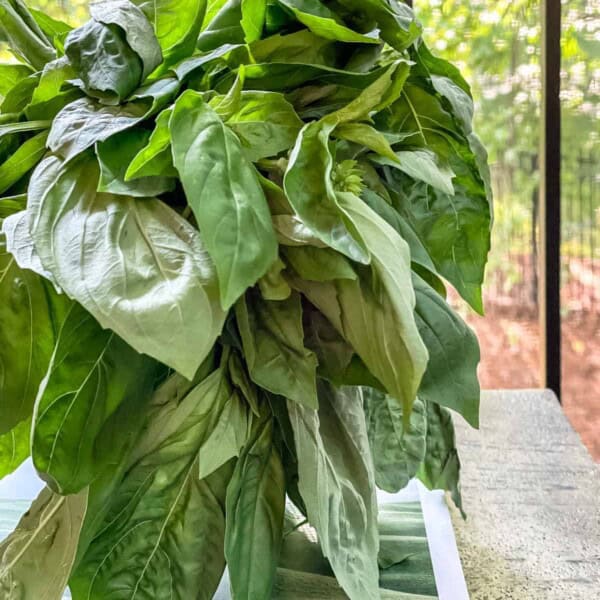 Fresh basil bouquet in a jar of water