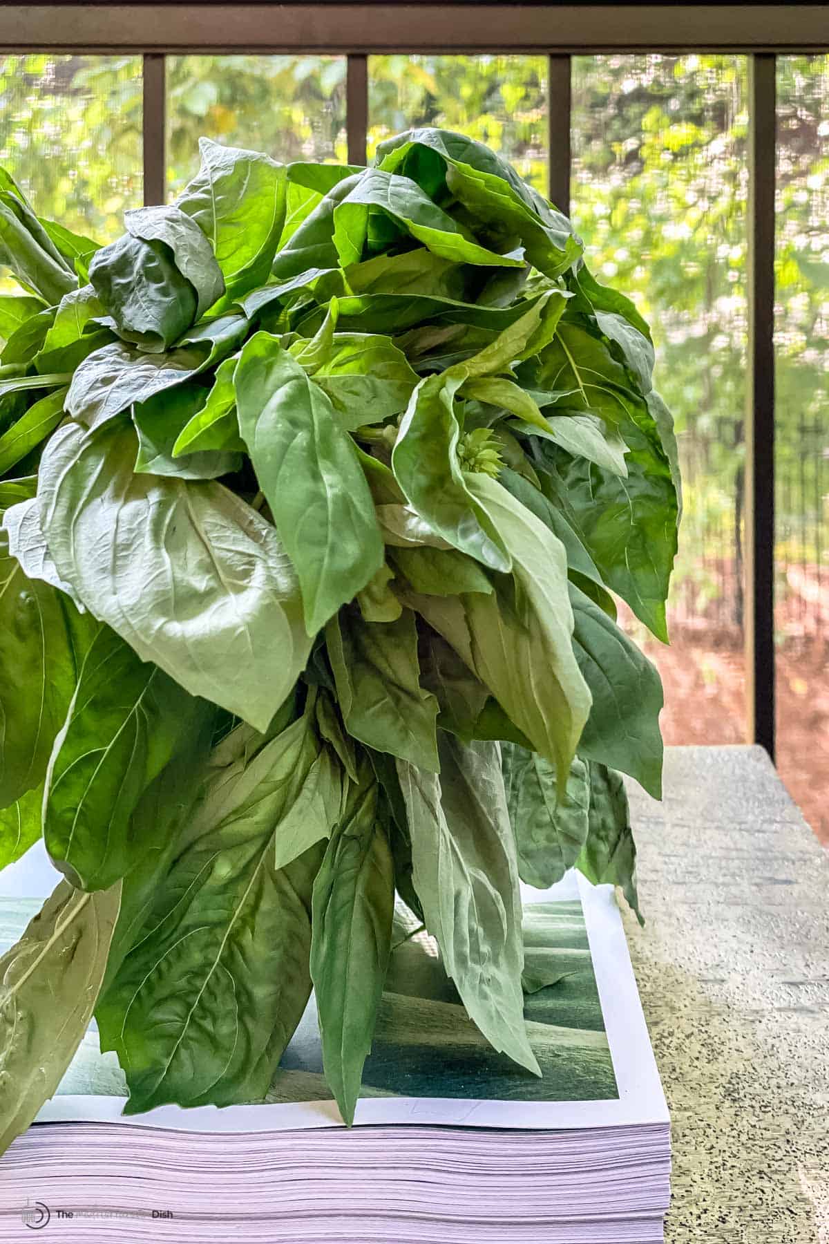 basil in a large glass with water sitting on a table