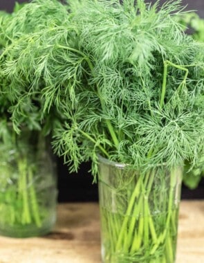 close up of fresh dill in a jar with water