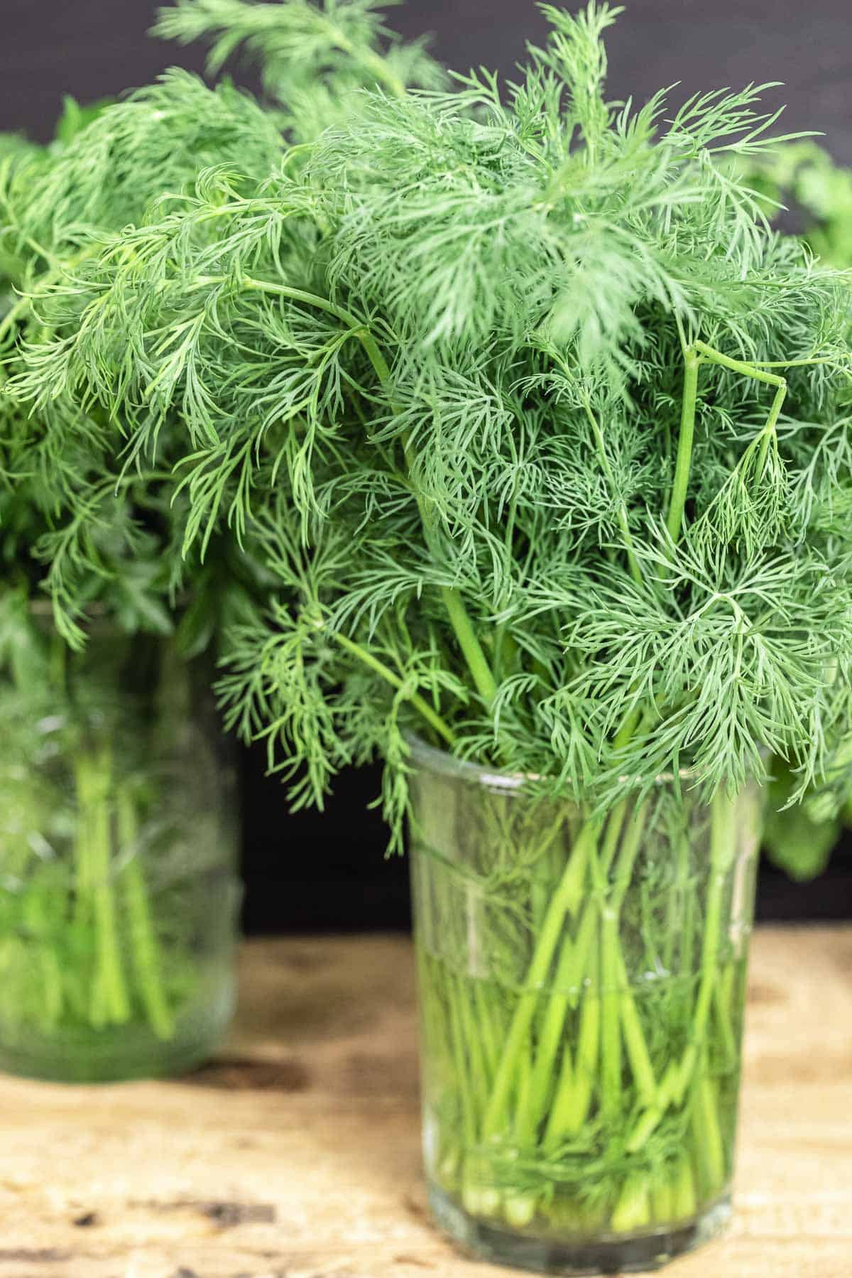 close up of fresh dill in a jar with water