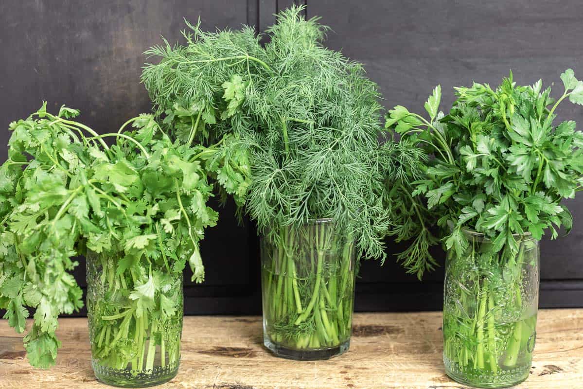 cilantro, dill, and parsley all in large glasses with water