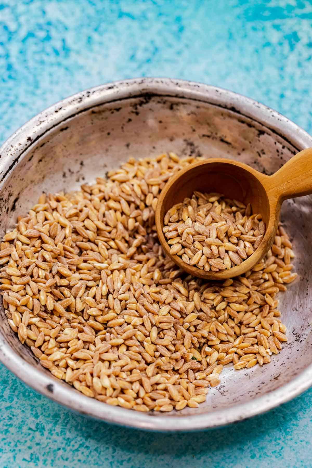 uncooked farro in a bowl being scooped with a wooden spoon.
