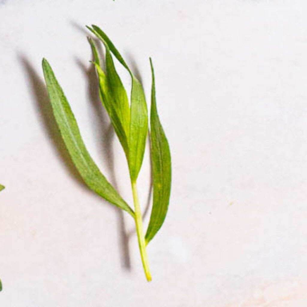 Close up of tarragon.