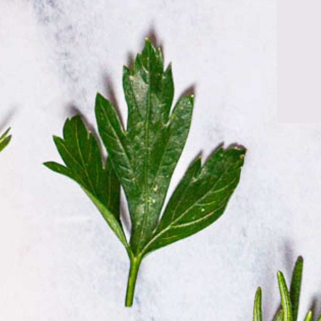 Close up of parsley.