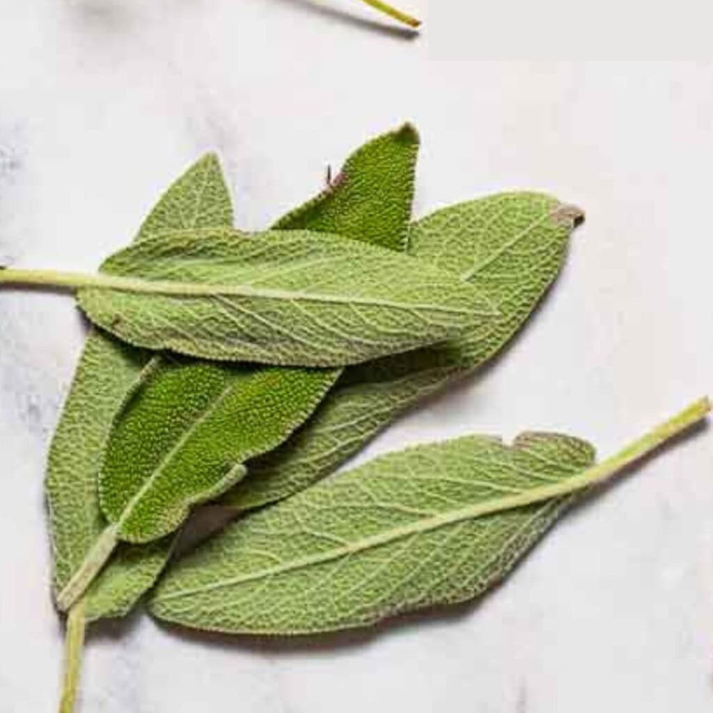 Close up of sage.