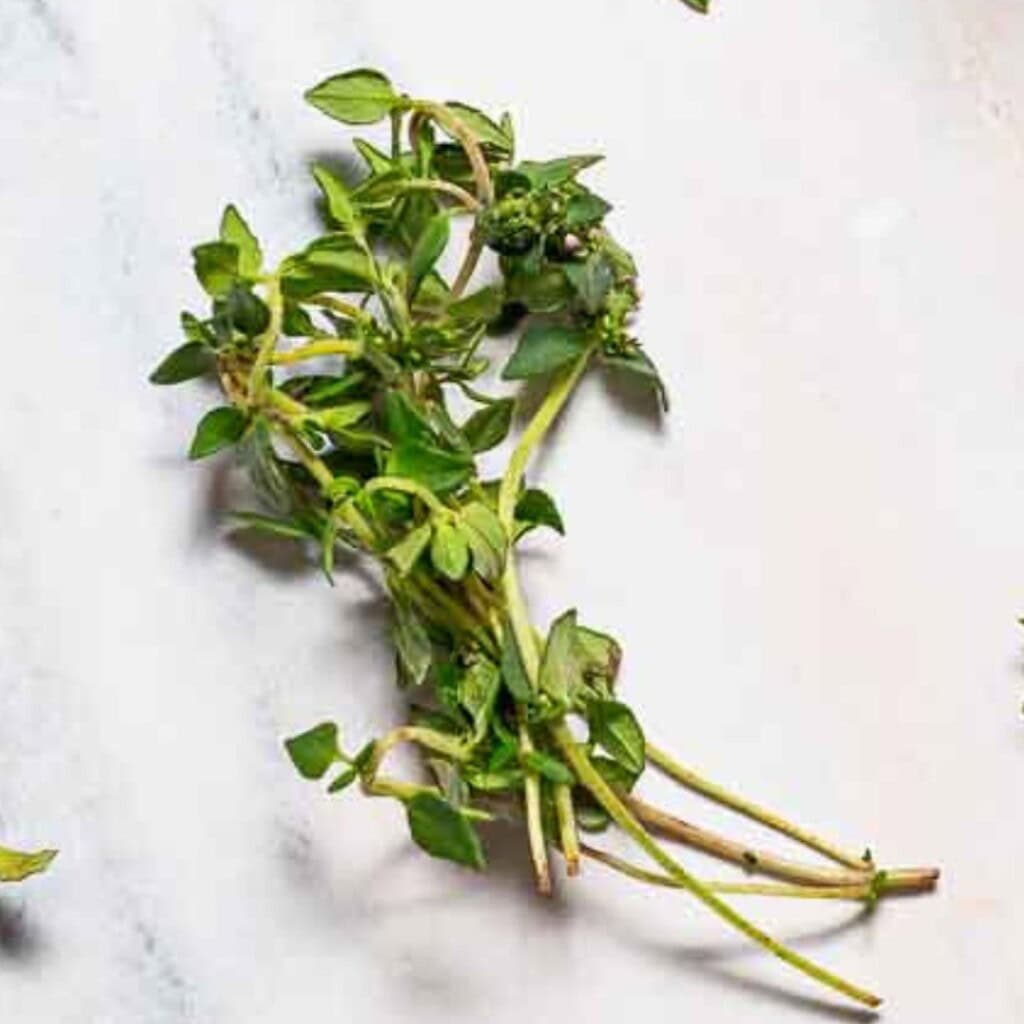 Close up of a sprig of thyme.