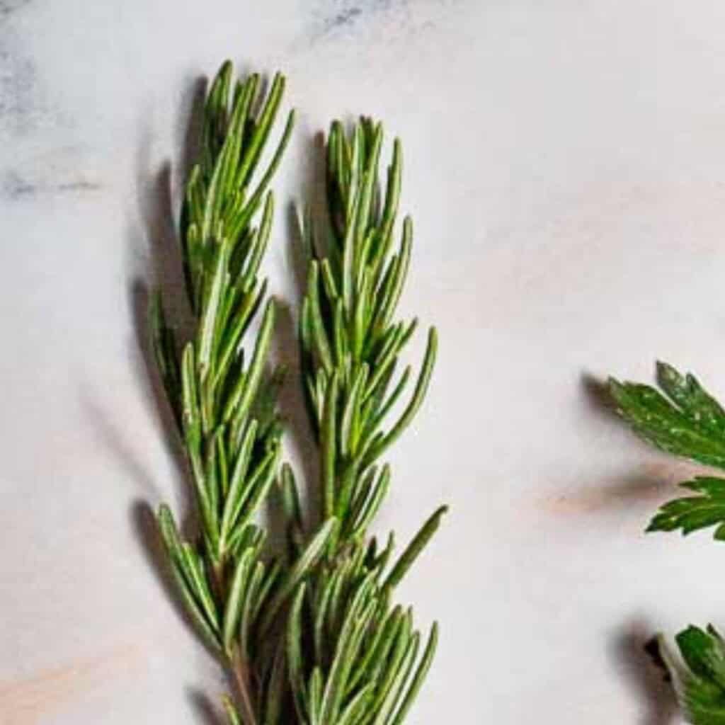 Close up of a sprig of rosemary.