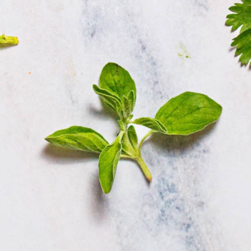 Sprig of oregano.