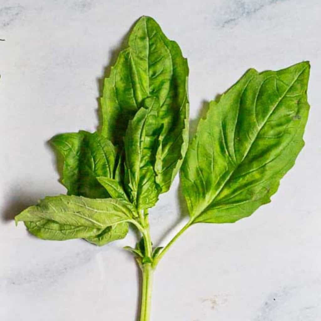 Close up of a basil sprig.