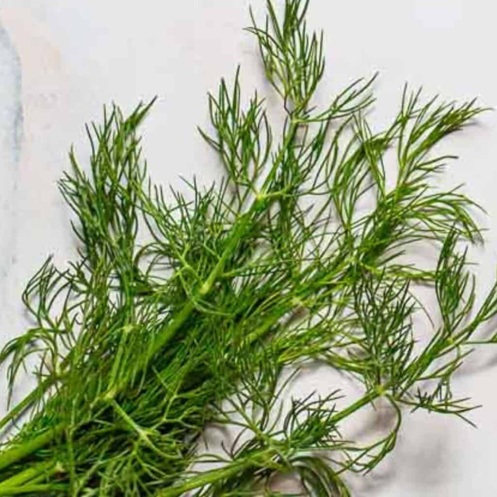 Close up of a dill sprig.
