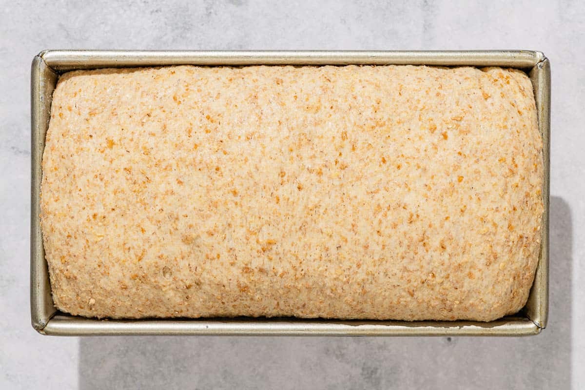 An overhead photo of the whole wheat bread dough in a loaf pan.