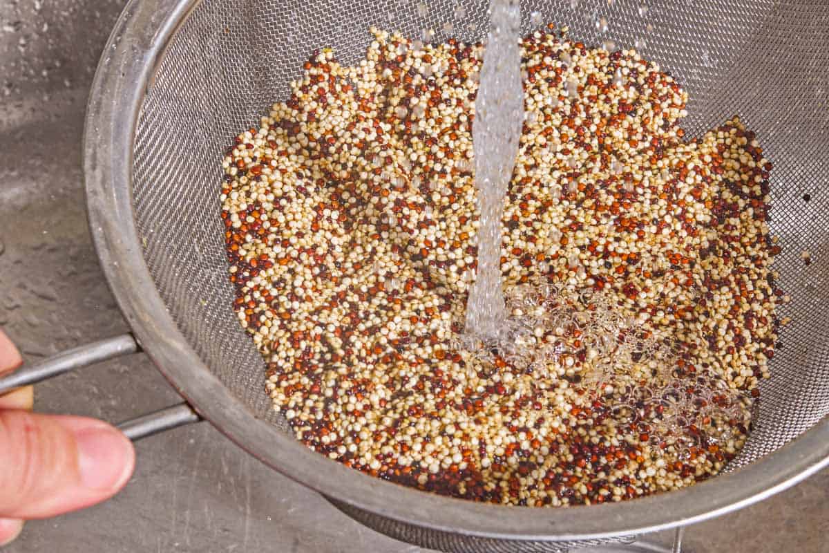 Rainbow quinoa being rinsed in a collander.