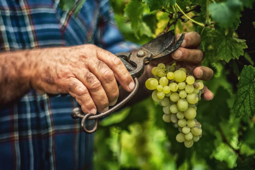a man's hands cutting fresh grapes off the vine
