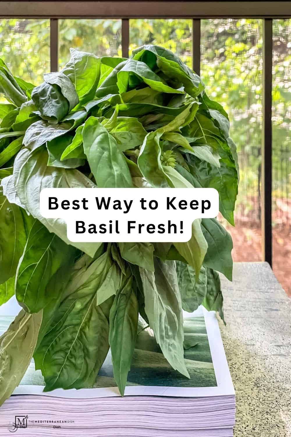 How to Store Fresh Basil